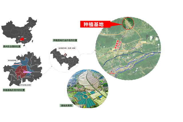 金沙县岩孔坝區(qū)种植基地